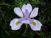 Dietes grandiflora